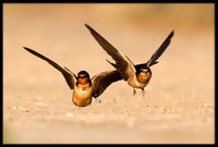 Cliff Swallow