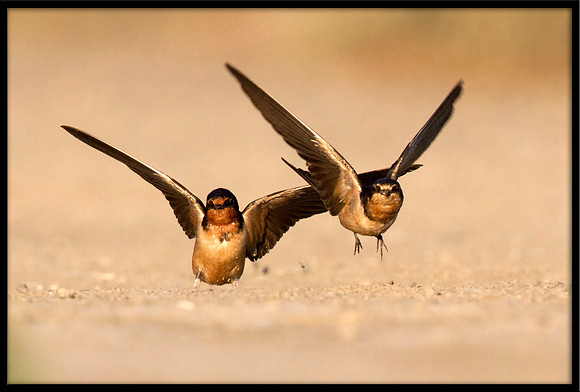 Cliff Swallow