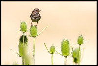 Song Sparrow