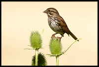 Song Sparrow