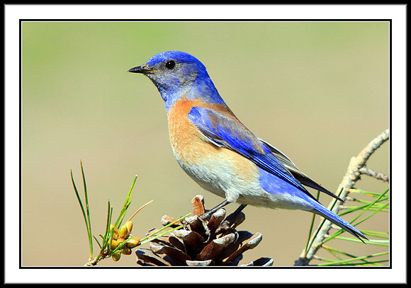 Western Bluebird