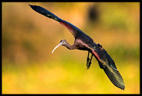 Glossy Ibis