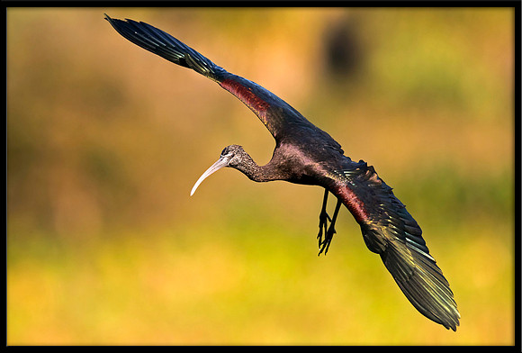 Glossy Ibis