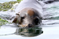 Sea Lion going for a swim