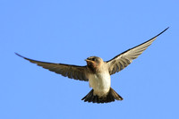 Cliff Swallow