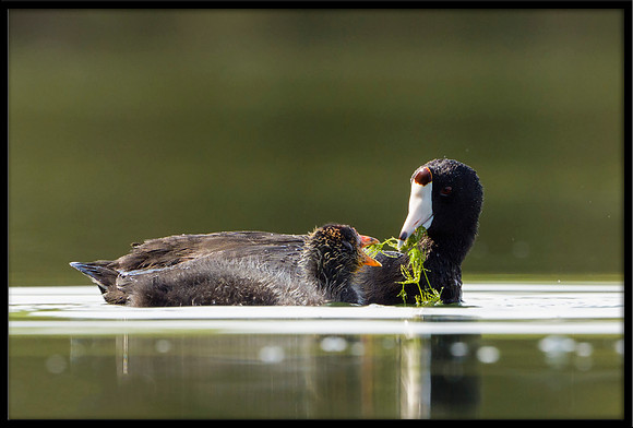 American Coot