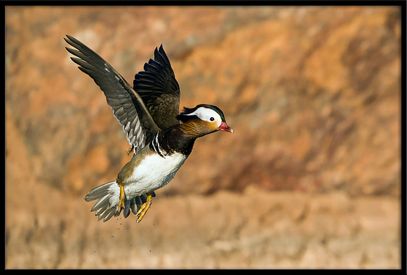 Mandarin Duck