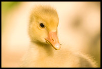 Domestic Embden Gosling