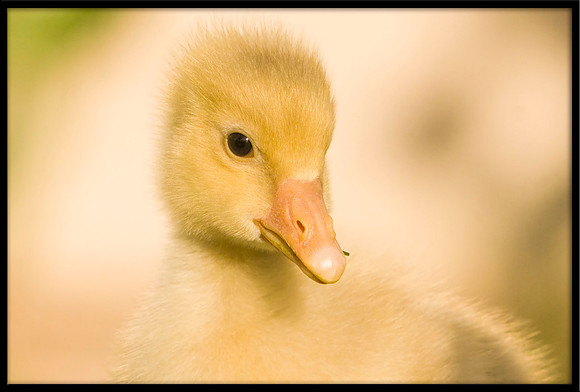 Domestic Embden Gosling