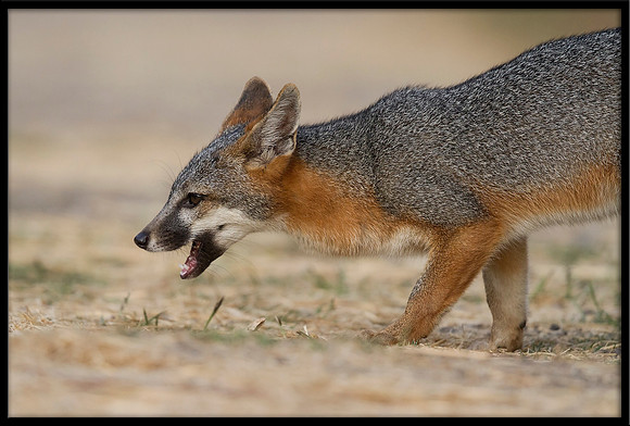 Grey Fox
