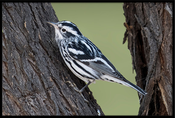 Black and White Warbler