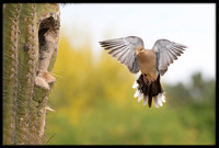 Eurasian Collared Dove Nest Building