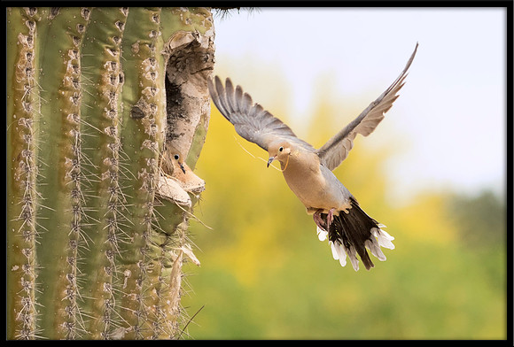 Eurasian Collared Dove Nest Building