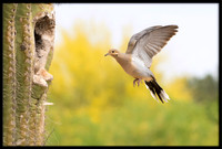 Eurasian Collared Dove Nest Building