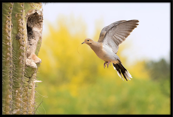 Eurasian Collared Dove Nest Building