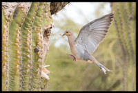Eurasian Collared Dove Nest Building