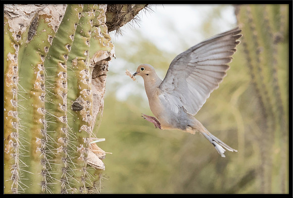 Eurasian Collared Dove Nest Building