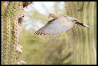 Eurasian Collared Dove Nest Building