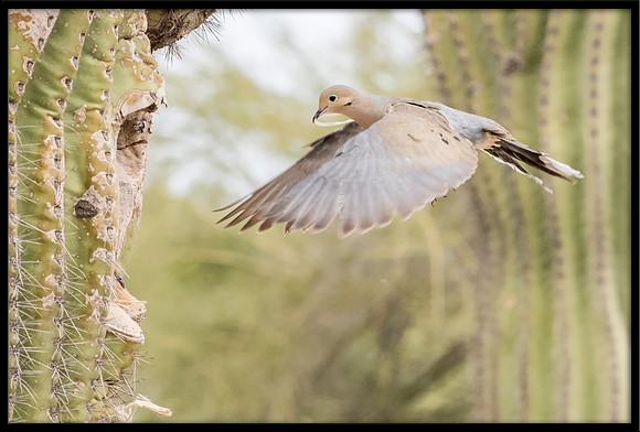 Eurasian Collared Dove Nest Building