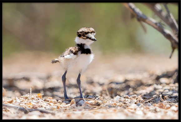 Killdeer newborn