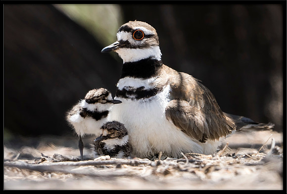 Killdeer nest with hours-old chicks