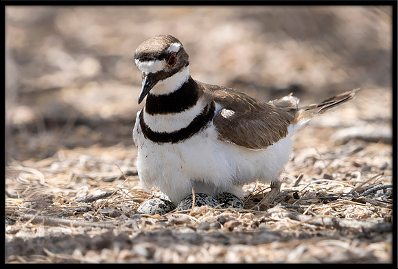 Killdeer nest