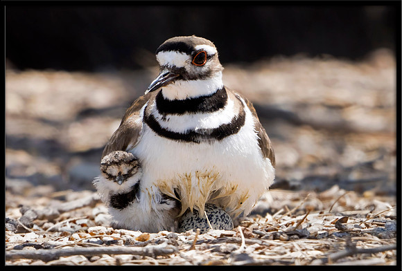Killdeer nest with hours-old newborn