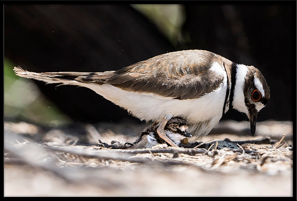 Killdeer nest with hours-old newborn