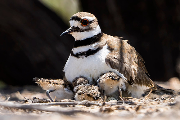 Killdeer nest with hours-old chicks