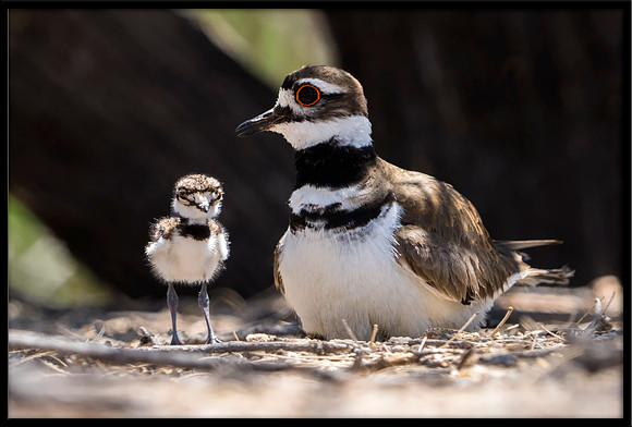 Killdeer nest with hours-old newborn