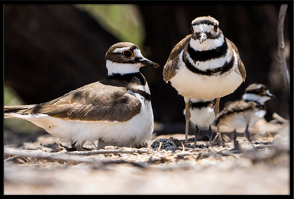 Killdeer nest with hours-old chicks