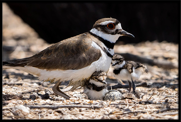 Killdeer nest with hours-old chicks and unhatched egg