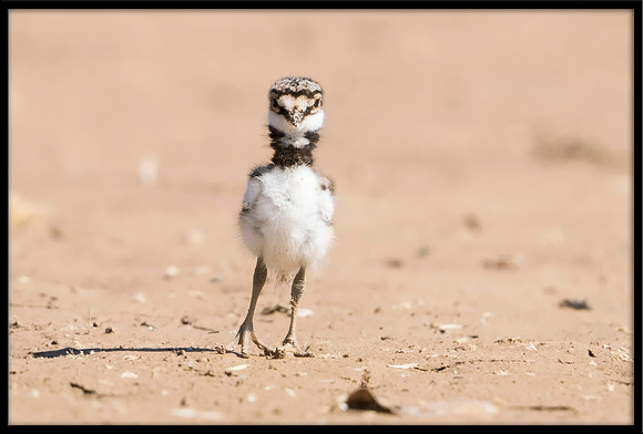 Killdeer newborn