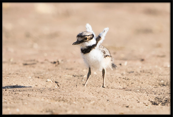 Killdeer newborn