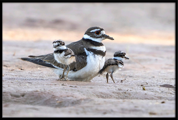 Killdeer with chicks