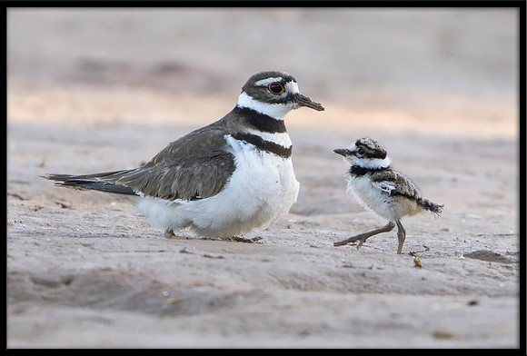Killdeer with chicks