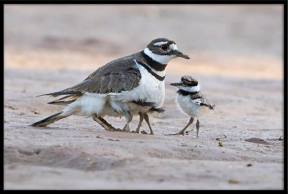 Killdeer with chicks