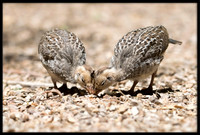Gambel's Quail Chicks