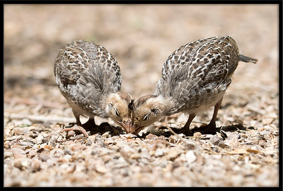 Gambel's Quail Chicks