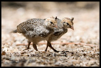 Gambel's Quail Chicks