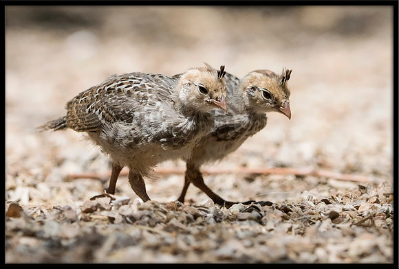 Gambel's Quail Chicks