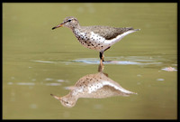 Spotted Sandpiper
