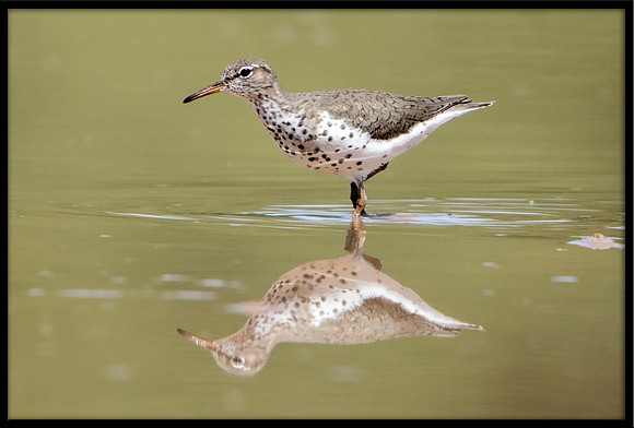 Spotted Sandpiper