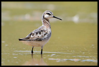 Wilson's Phalarope
