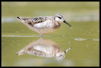 Wilson's Phalarope
