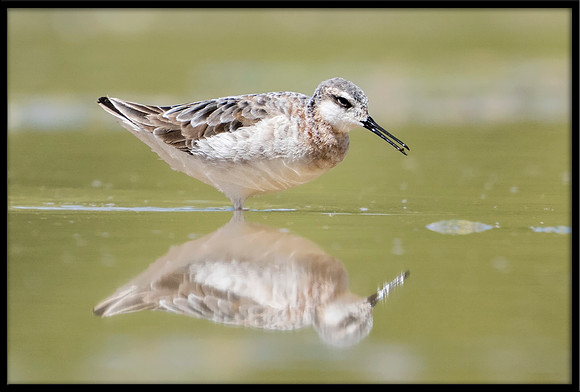 Wilson's Phalarope