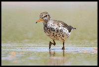 Spotted Sandpiper