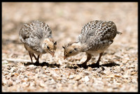 Gambel's Quail Chicks