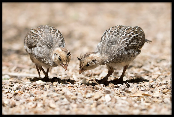 Gambel's Quail Chicks