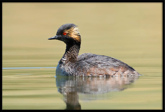 Eared Grebe